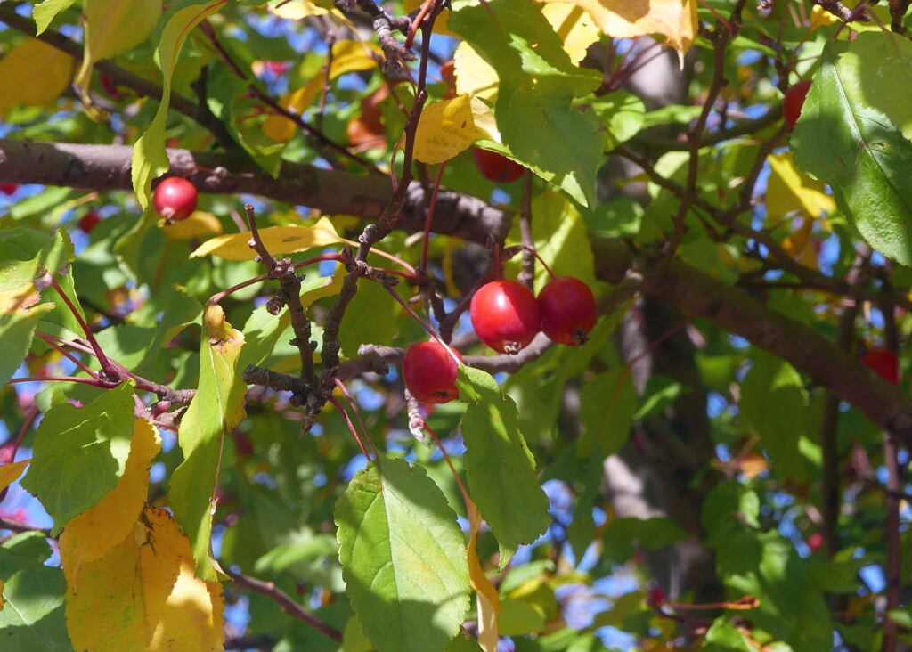 　姫 リ ン ゴ ―2