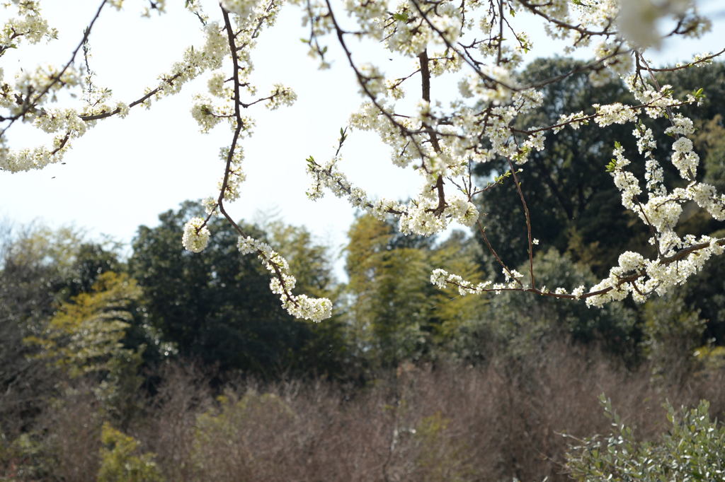 見沼の春ー2