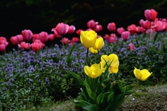 咲いた咲いたー1