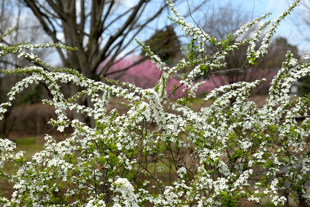 サクラの前にーユキヤナギ