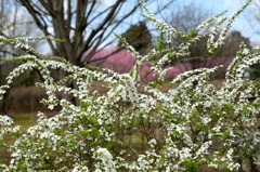 サクラの前にーユキヤナギ