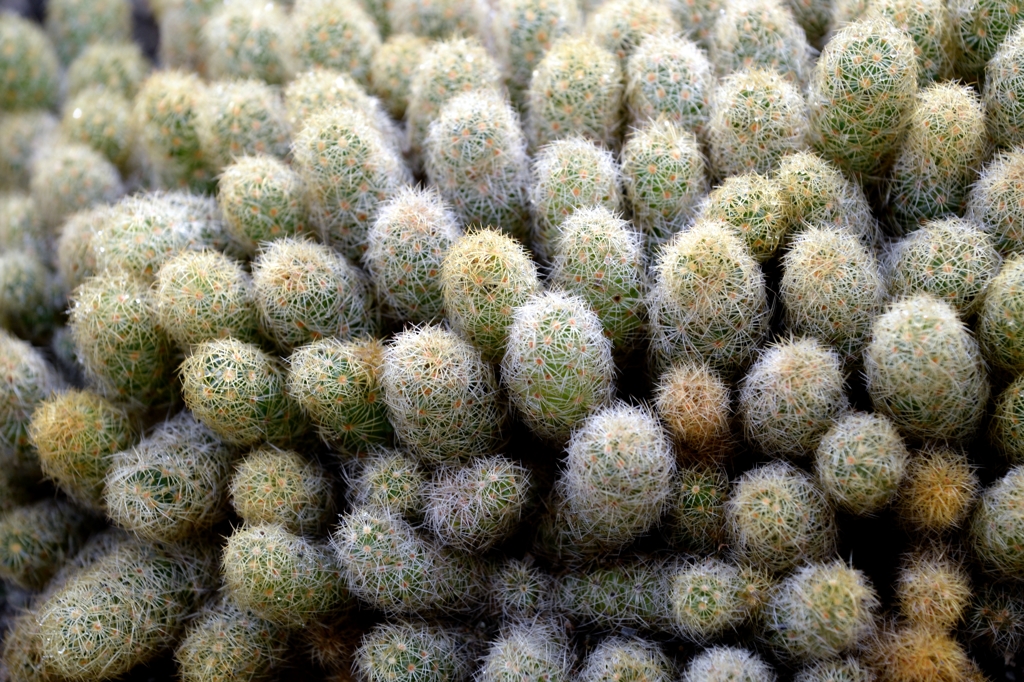 サボテン温室でー3