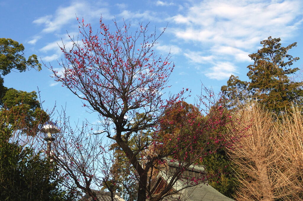  お宮さんの境内 ―2