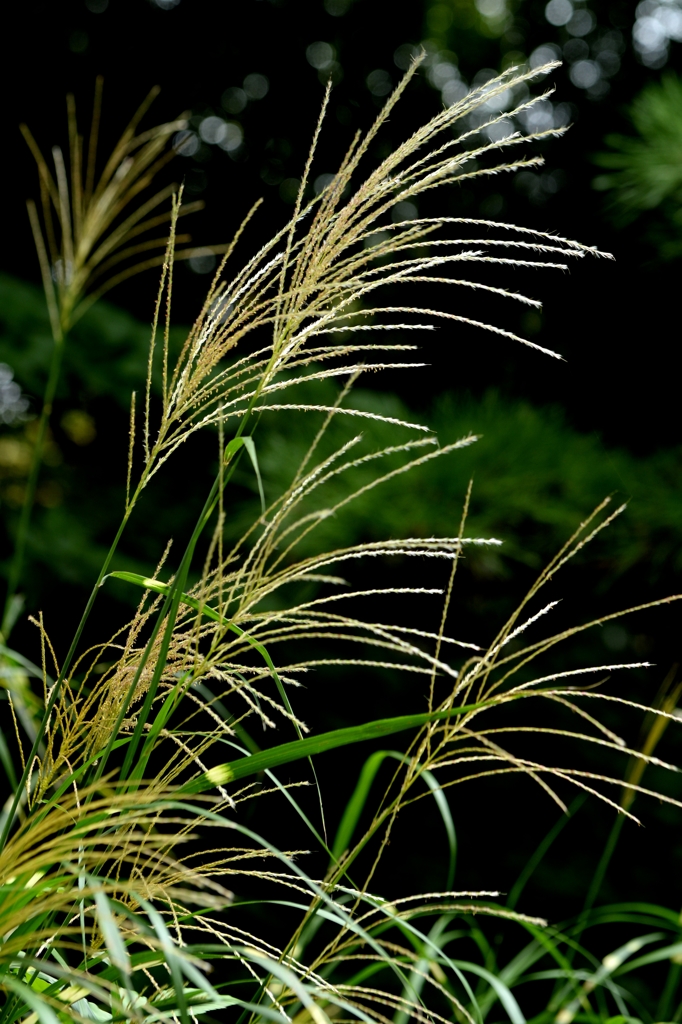 なんとなく秋　-2