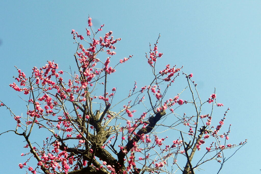  梅 咲き直ぐに大寒が ―2