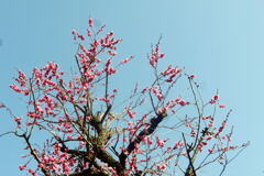  梅 咲き直ぐに大寒が ―2