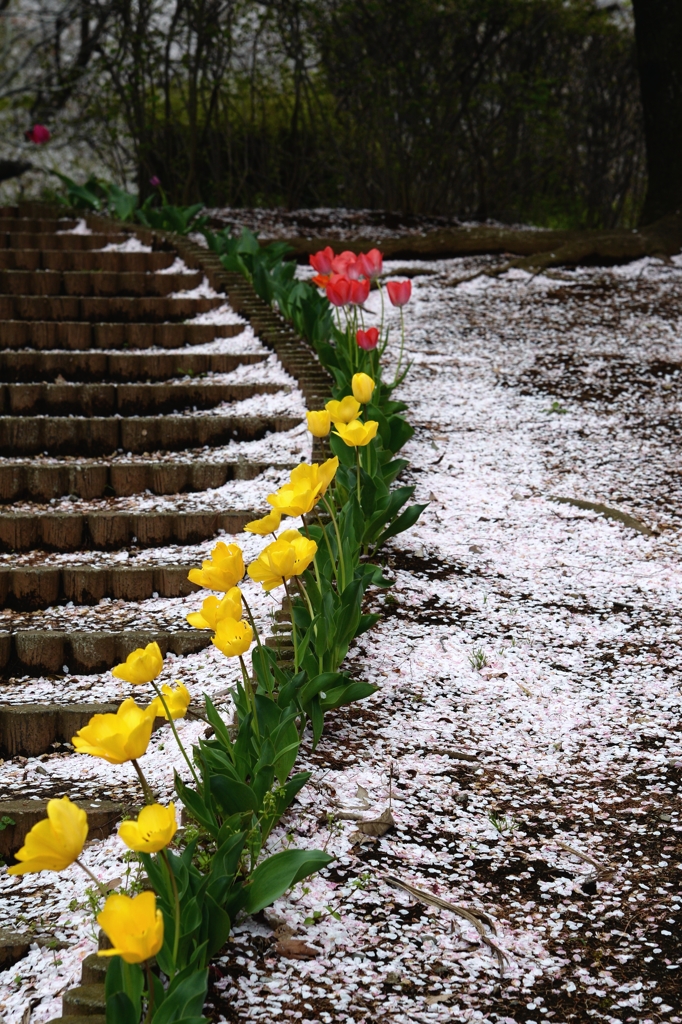 サクラ散りてー2