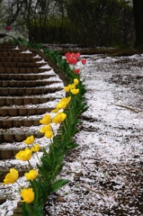 サクラ散りてー2