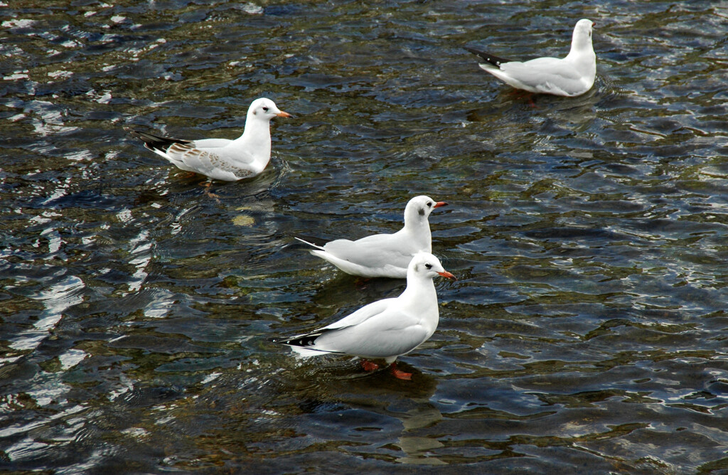  想い出 京都 ―2