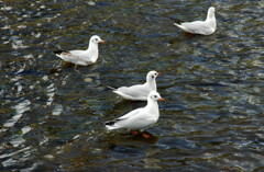  想い出 京都 ―2