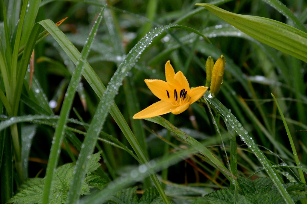 那須　沼ﾂ原湿原で-4