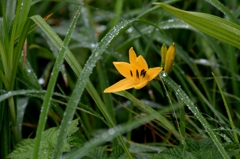 那須　沼ﾂ原湿原で-4