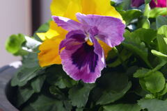 ベランダの花—2