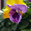 ベランダの花—2