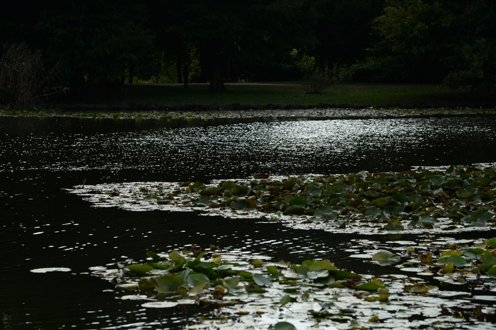 見沼自然公園の池でーｃ