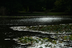 見沼自然公園の池でーｃ