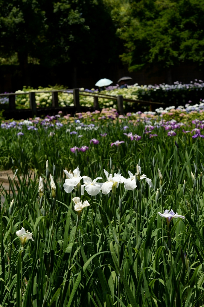 見頃の菖蒲園ー1