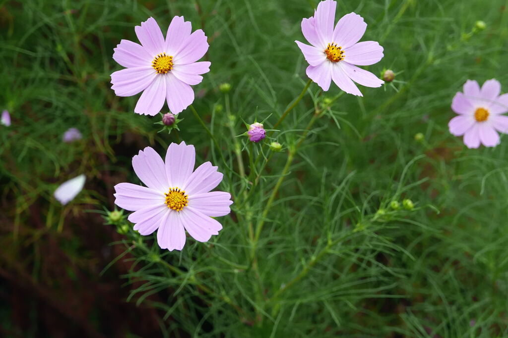 足早な 花たち ー1