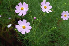 足早な 花たち ー1
