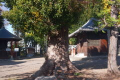 穏やかな 新年に ー1