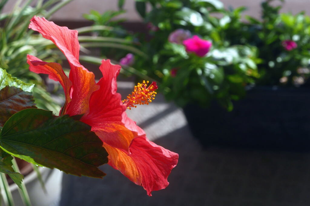 ベランダの花 ―1