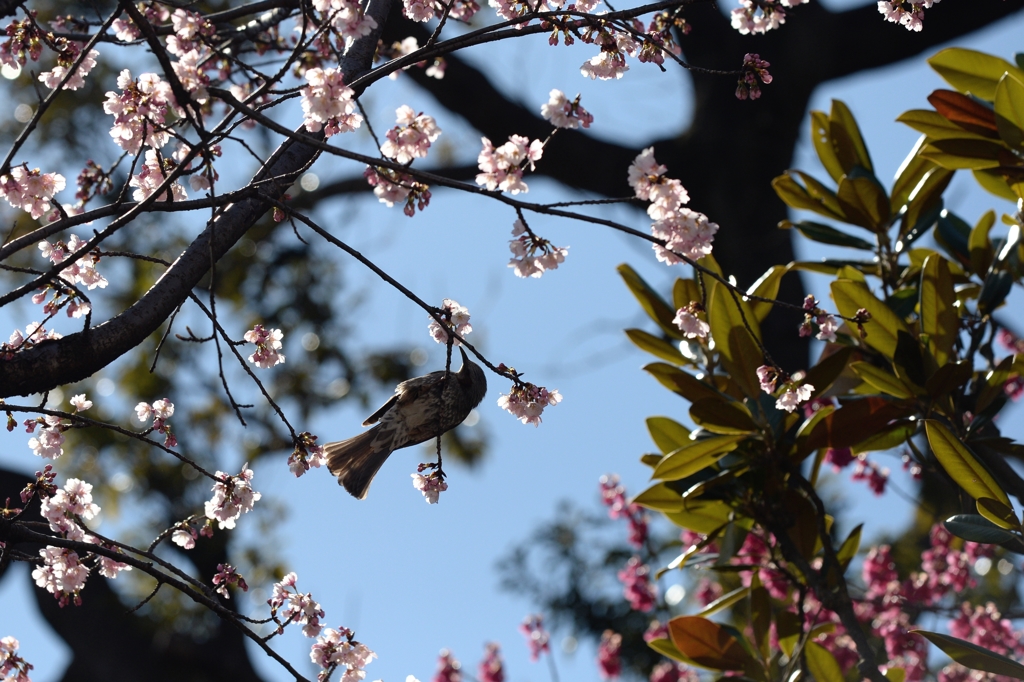 密蔵院のさくらー８