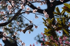 密蔵院のさくらー８