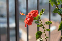 ベランダの花 —1