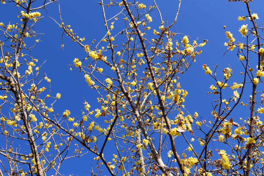 甘い香り　春はまだ先—1