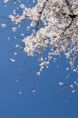 見沼のサクラーa