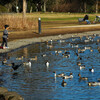 見沼自然公園で ―2