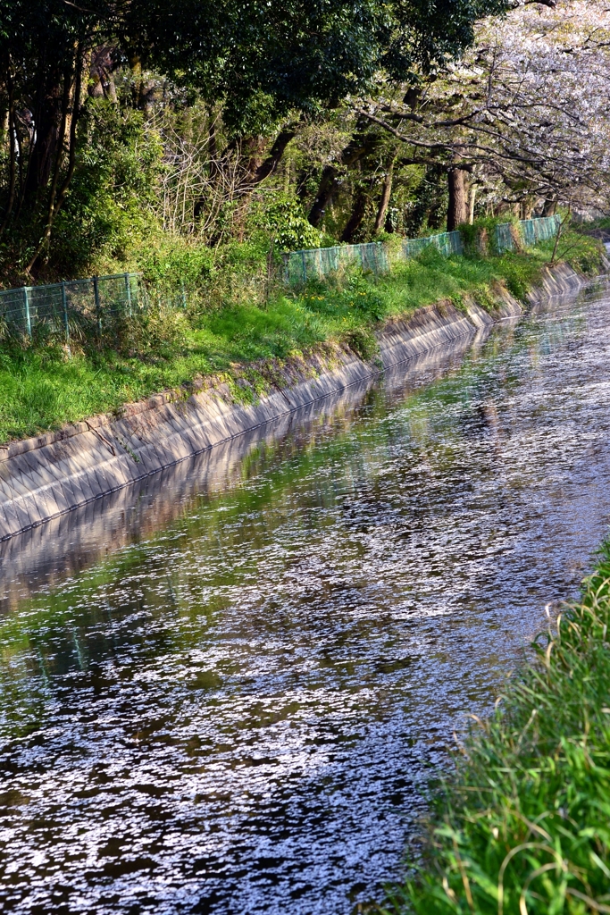 サクラ　去る　－2