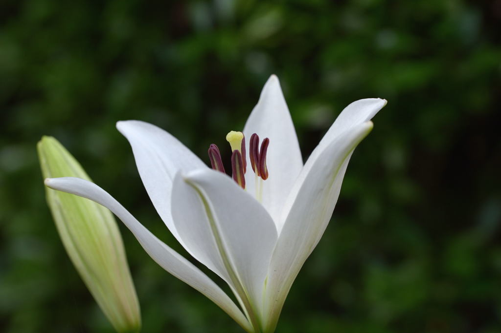 見慣れた花ですが　－2