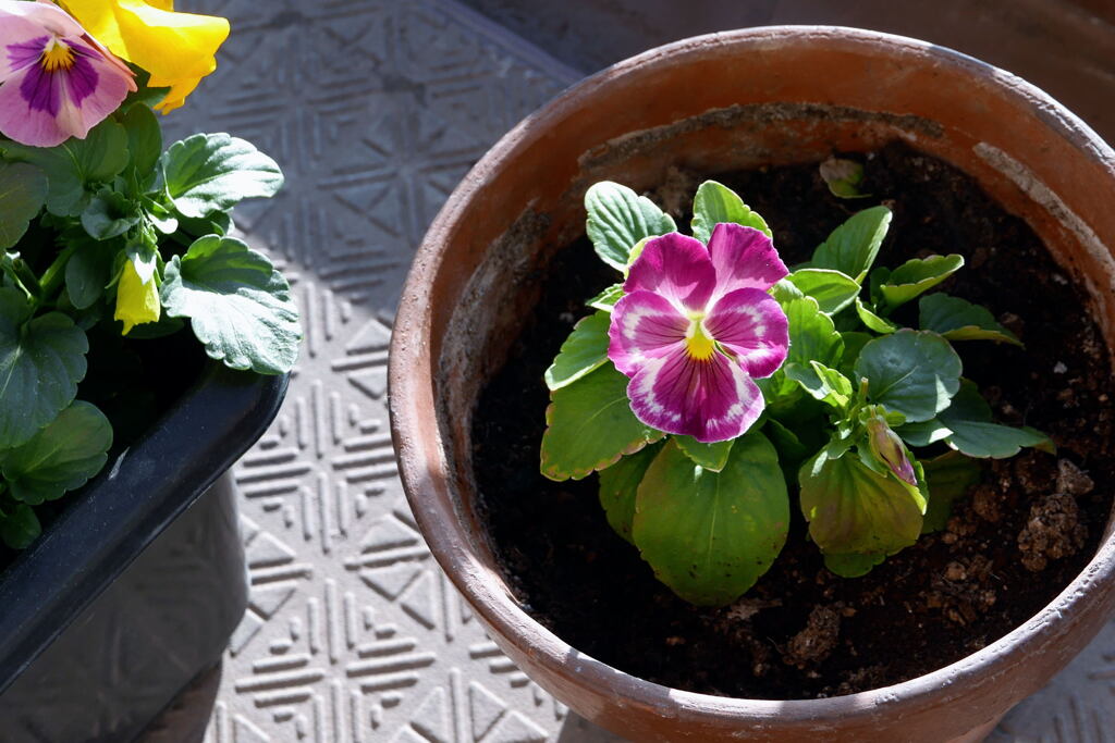  ベランダ の花 ー2