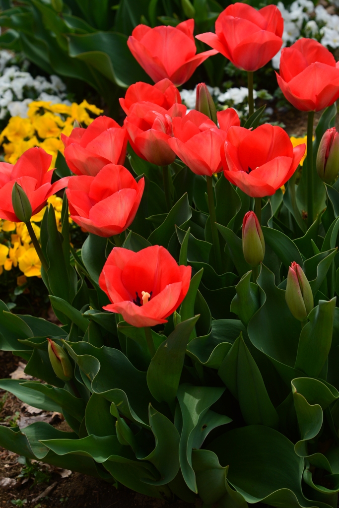 恵まれた　お花見　－3