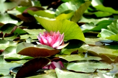 季節の水連ー１