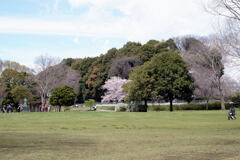 見沼自然公園―2
