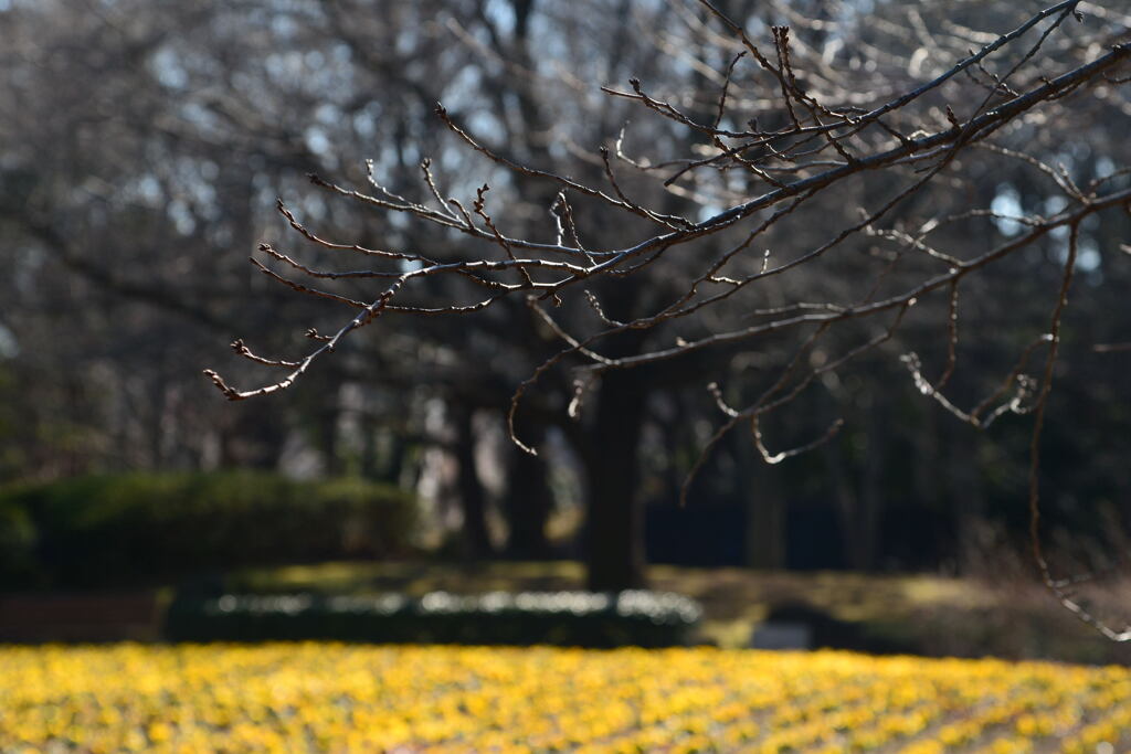 花の丘公園の 1月 ー1
