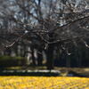 花の丘公園の 1月 ー1