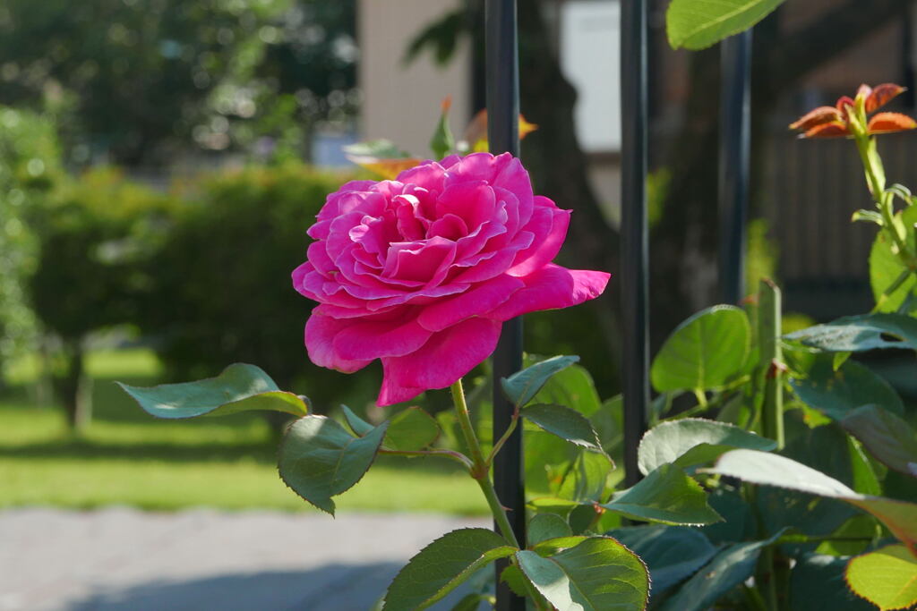 　ご近所の お花 ―1