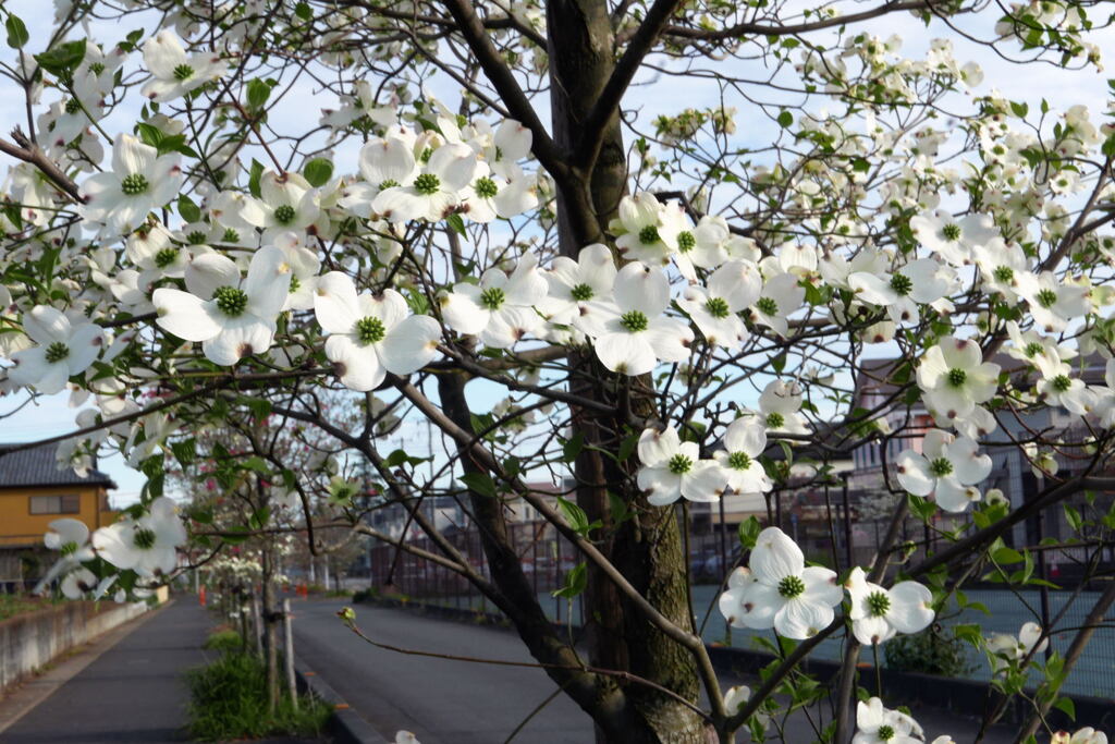 花水木の街路樹 ー1