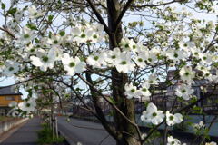 花水木の街路樹 ー1