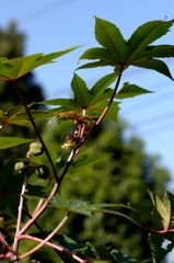 トーゴマ（薬用・ヨナ書に）