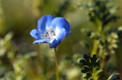 春が近いー2　ネモフィラ