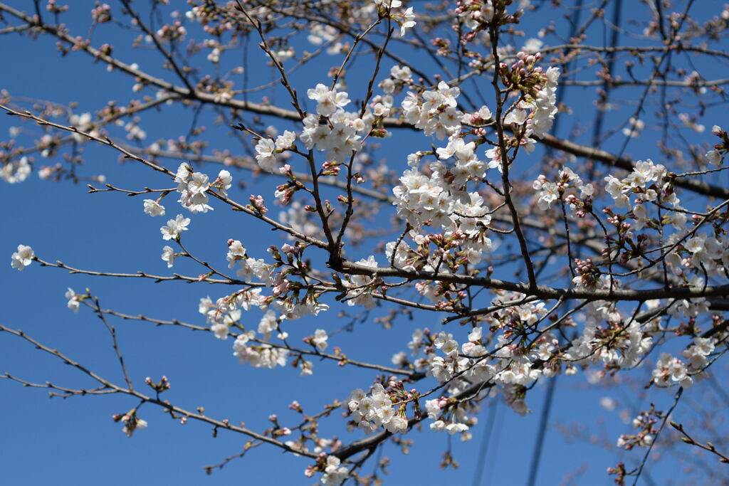  近くで サクラ 咲く ―2