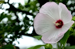 同季のなかまー2