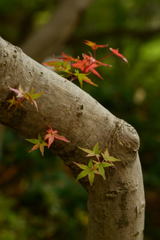プチ 紅葉ー1