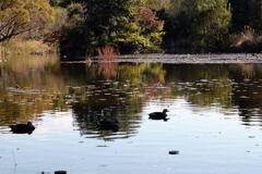 見沼自然公園 ―2