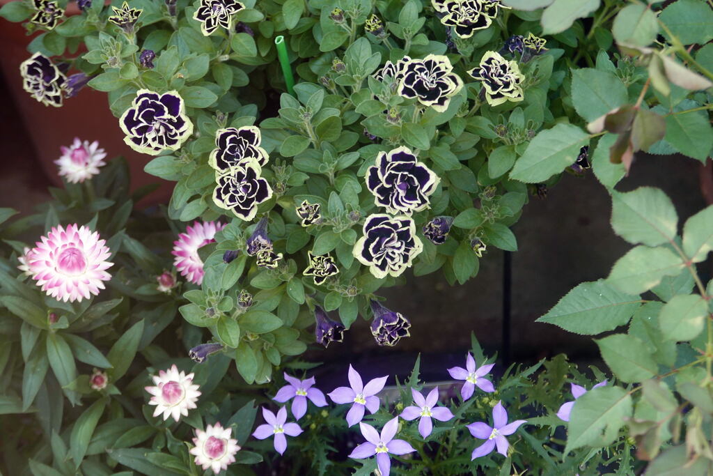 上から撮ると 花模様 ー1