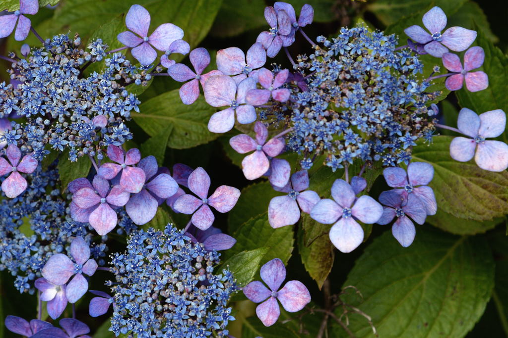 今年の紫陽花ー２